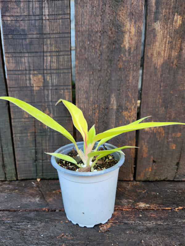 Philodendron ringo of fire golden