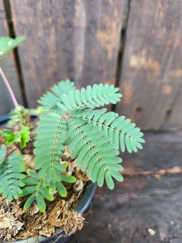 Mimosa pudica - Sensitiva