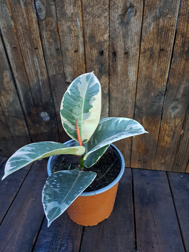 Ficus Tineke