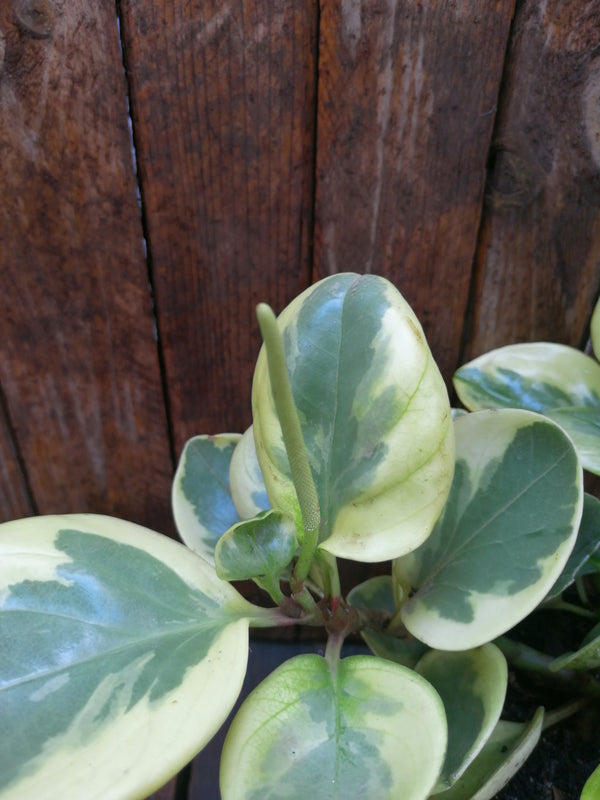 Peperomia obtusifilia variegada